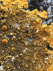 Variospora aurantia