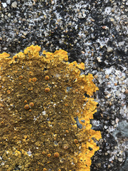 Variospora aurantia