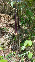 Amorphophallus hirtus