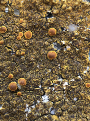 Variospora aurantia