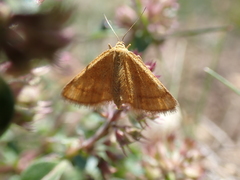 Idaea flaveolaria