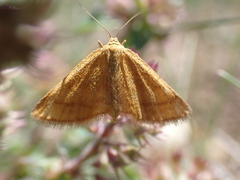 Idaea flaveolaria