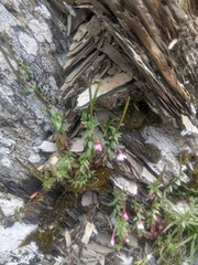 Epilobium hohuanense
