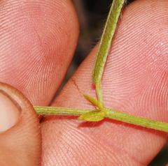 Psoralea asarina