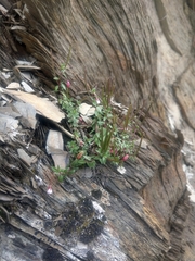 Epilobium hohuanense
