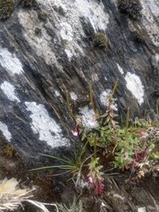 Epilobium hohuanense