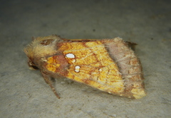 Papaipema harrisii