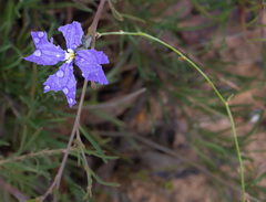 Dampiera juncea