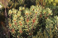 Leucadendron pubibracteolatum