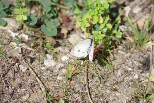 Pieris rapae
