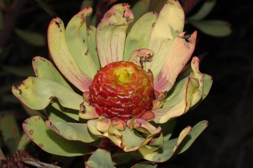 Leucadendron pubibracteolatum I.Williams