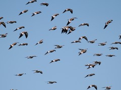 Vanellus melanopterus minor