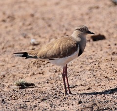 Vanellus melanopterus minor