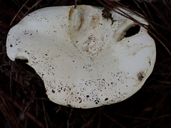 Russula japonica