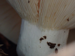 Russula japonica