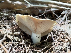Russula japonica