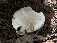 Russula japonica