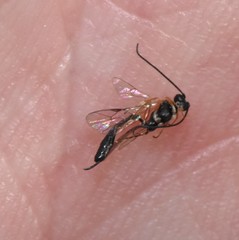 Diadegma