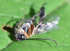 Diadegma