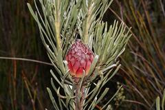 Leucadendron album