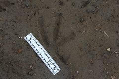 Pelecanus erythrorhynchos