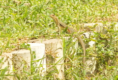 Leiolepis rubritaeniata
