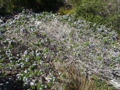 Psoralea vanberkelae