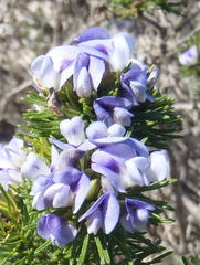 Psoralea vanberkelae