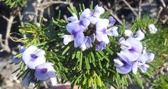 Psoralea vanberkelae