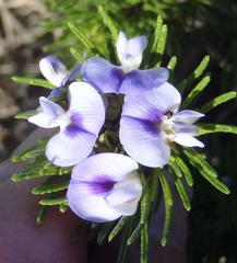 Psoralea vanberkelae