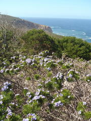 Psoralea vanberkelae