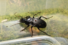 Abax parallelepipedus