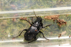 Abax parallelepipedus