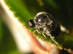 Acroceridae