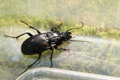 Abax parallelepipedus