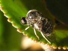 Acroceridae