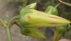 Cotyledon velutina