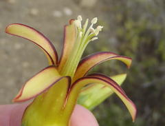 Cotyledon velutina