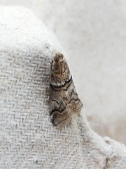 Acrobasis romanella