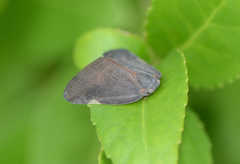 Ricania sublimata