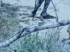 Urosaurus graciosus