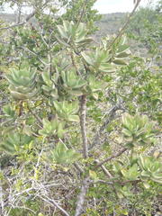 Cotyledon velutina