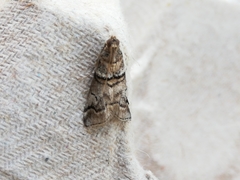 Acrobasis romanella