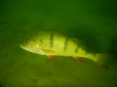 Perca fluviatilis