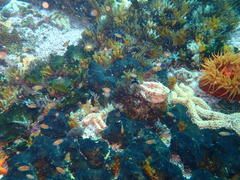 Pachymetopon blochii