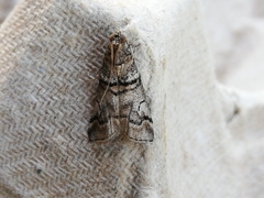 Acrobasis romanella