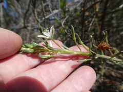 Trachyandra chlamydophylla