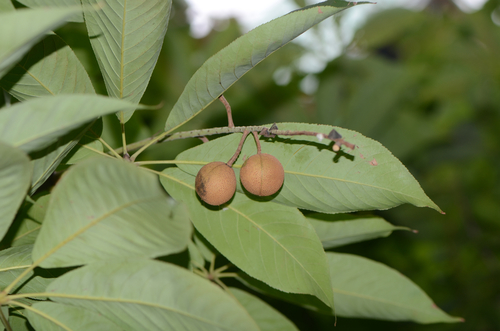 Chinese horse-chestnut (Aesculus chinensis)