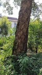 Quercus suber