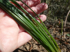 Trachyandra chlamydophylla